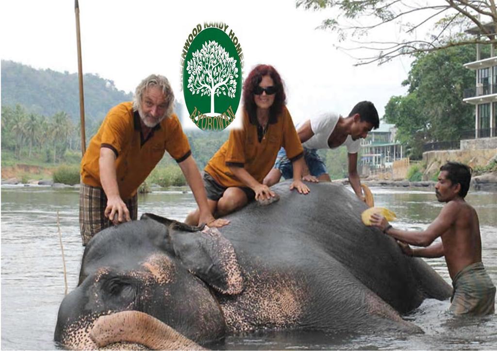 Greenwood Kandy Homestay Dış mekan fotoğraf