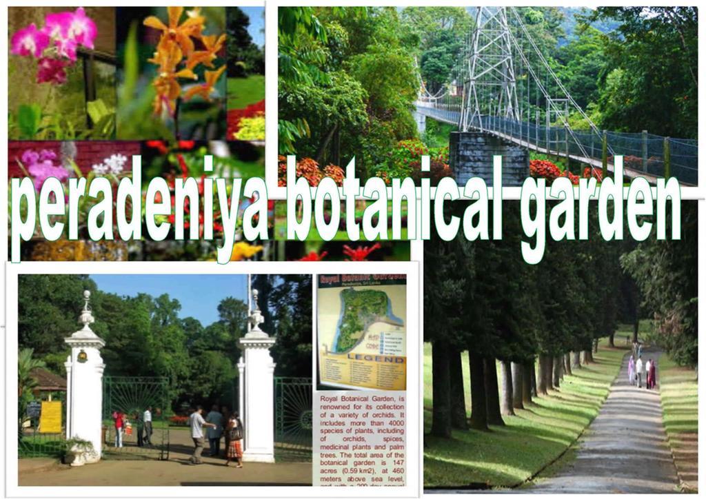 Greenwood Kandy Homestay Dış mekan fotoğraf